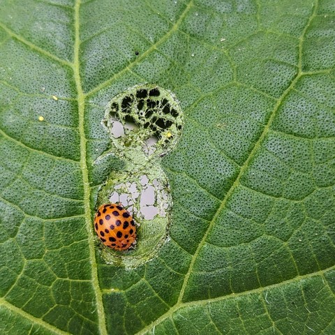 28 spotted ladybird leaving distinctive lace effect behind after eating cucumber leaf