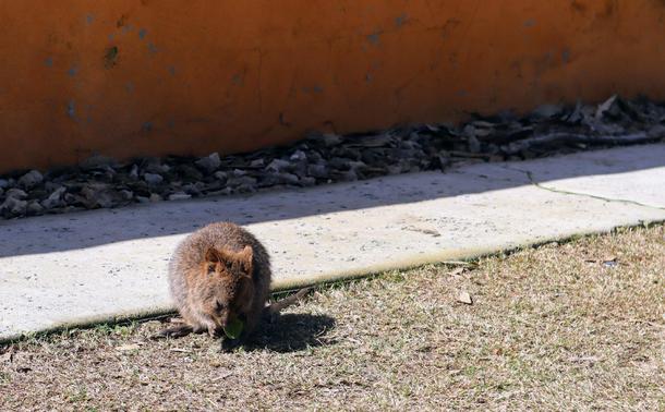 Baby quokka