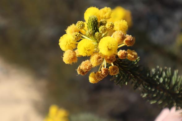 Closeup of the flower of Acacia rossei

