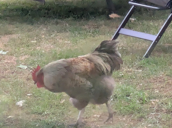 Rooster scratching on the ground 