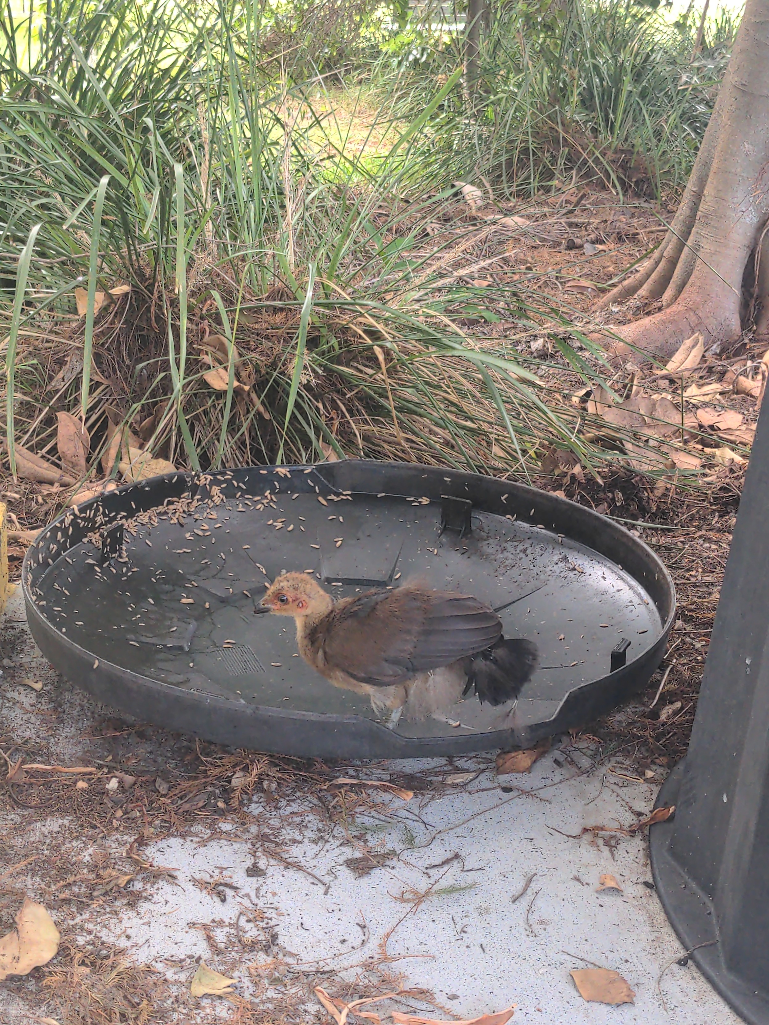 Baby brush turkey standing on a compost lid eating fly larvae. Vegetation in the background.