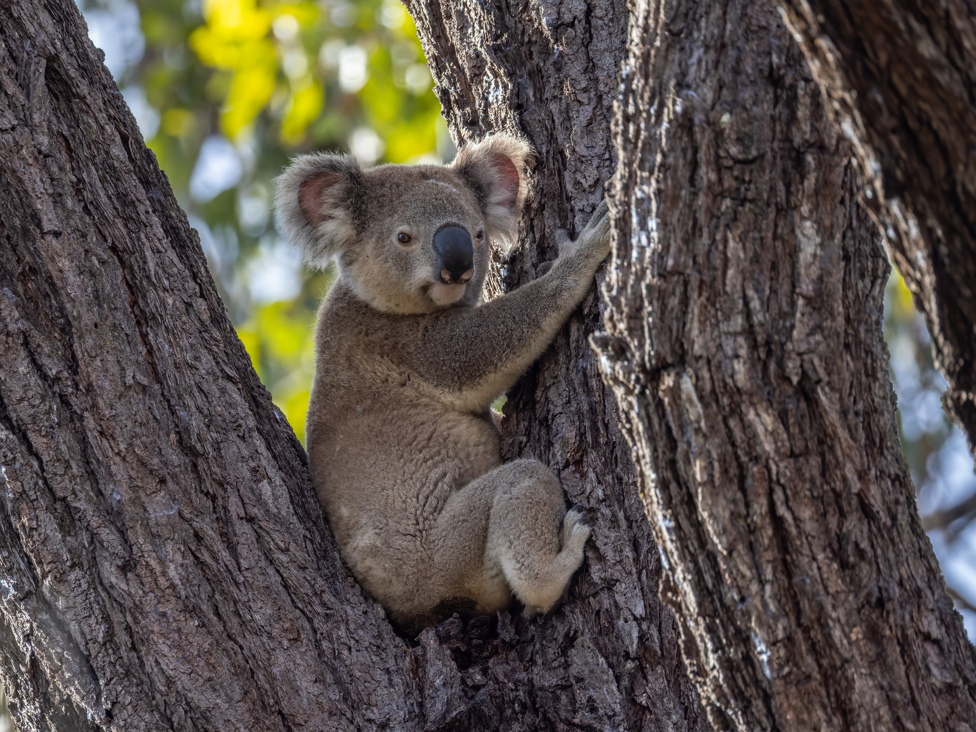 Double-tufted tree-hugger