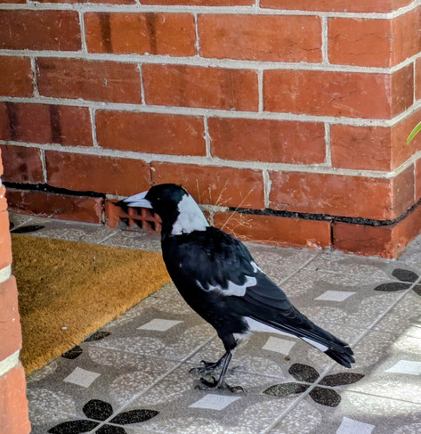 Magpie near the front door