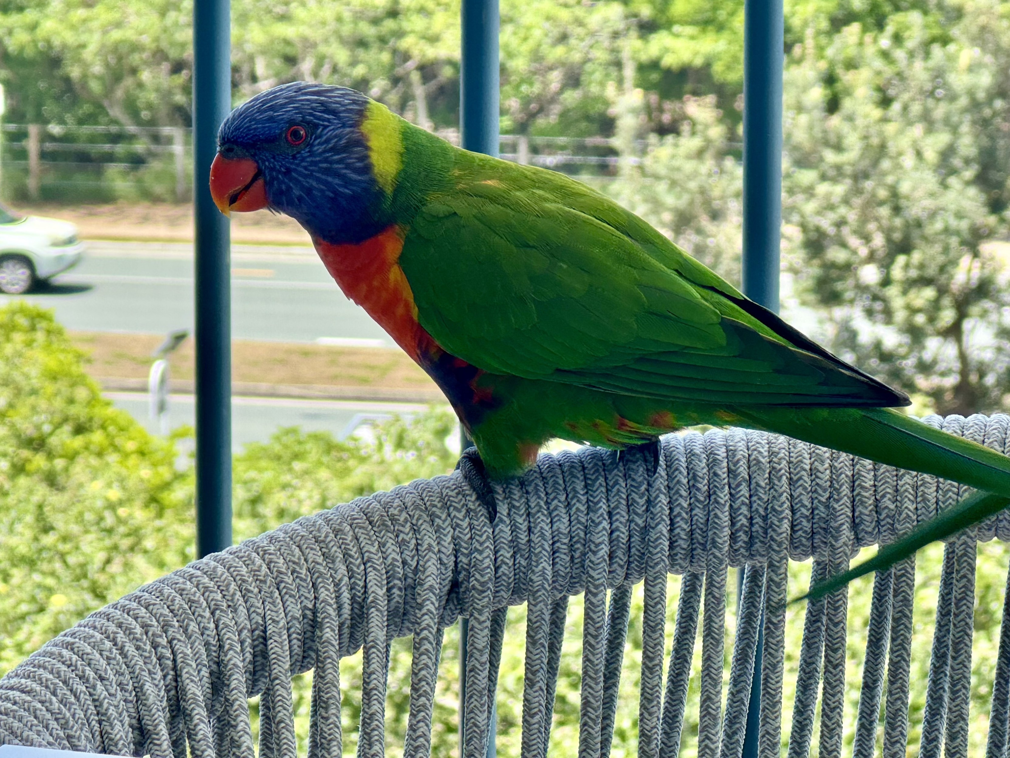 A rainbow lorikeet (I believe?) perched on the back of an outdoor chair on an apartment balcony. It is mostly green, with a red beak, dark orange chest, blue head and yellow stripe on the back of its next.