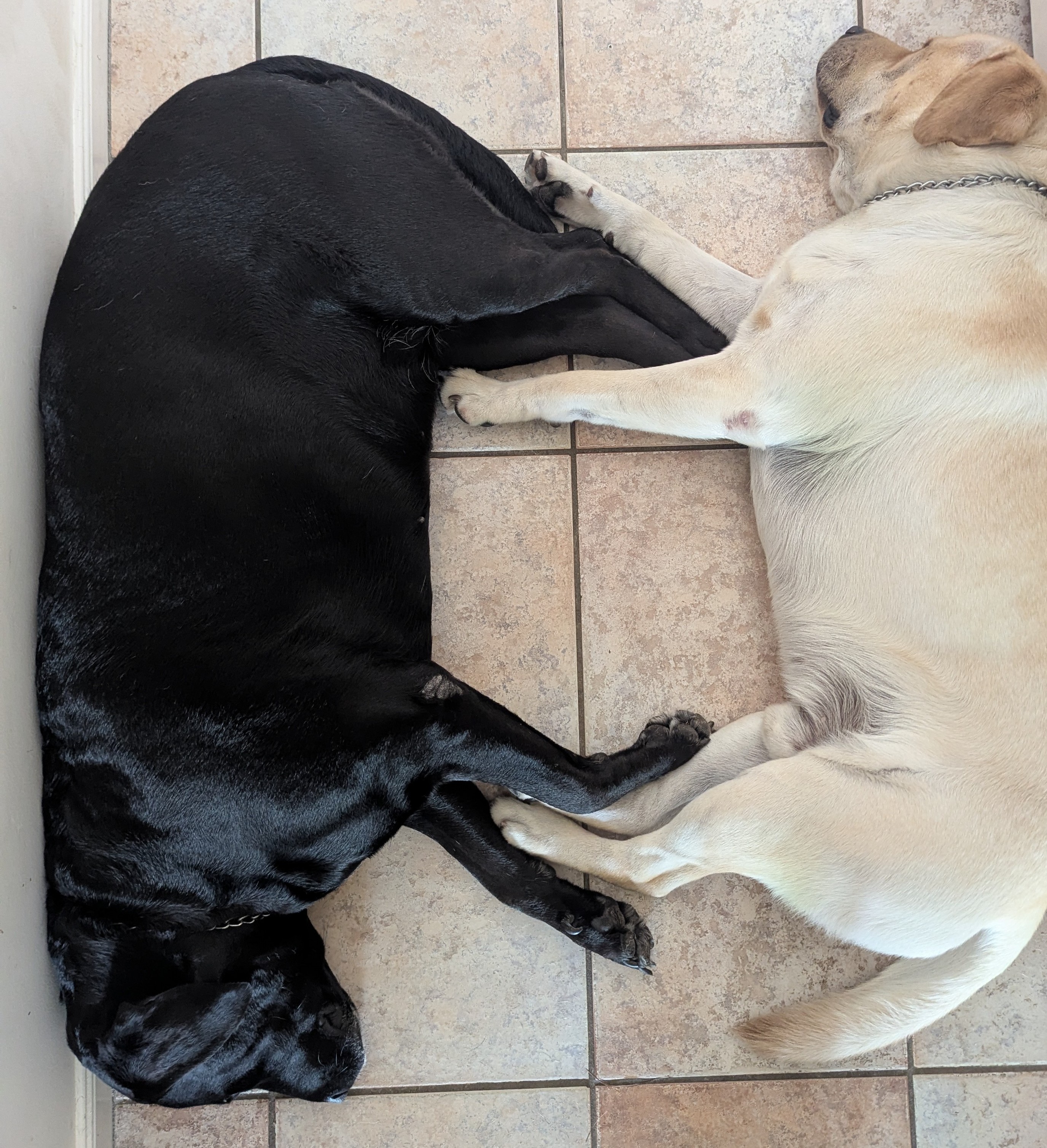 Black and white doggies