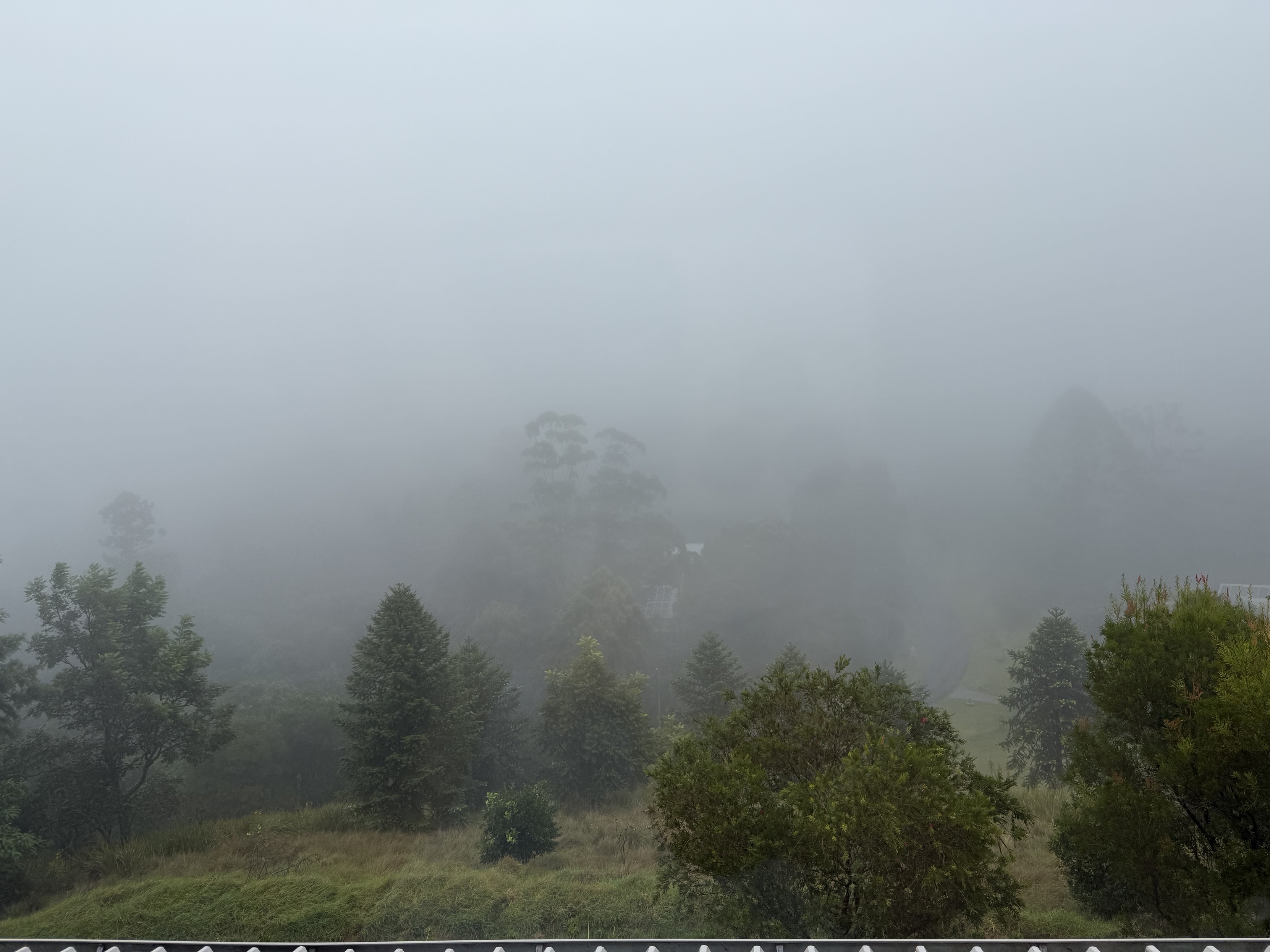 Dense mist over trees in the Bunya Mountains, Australia