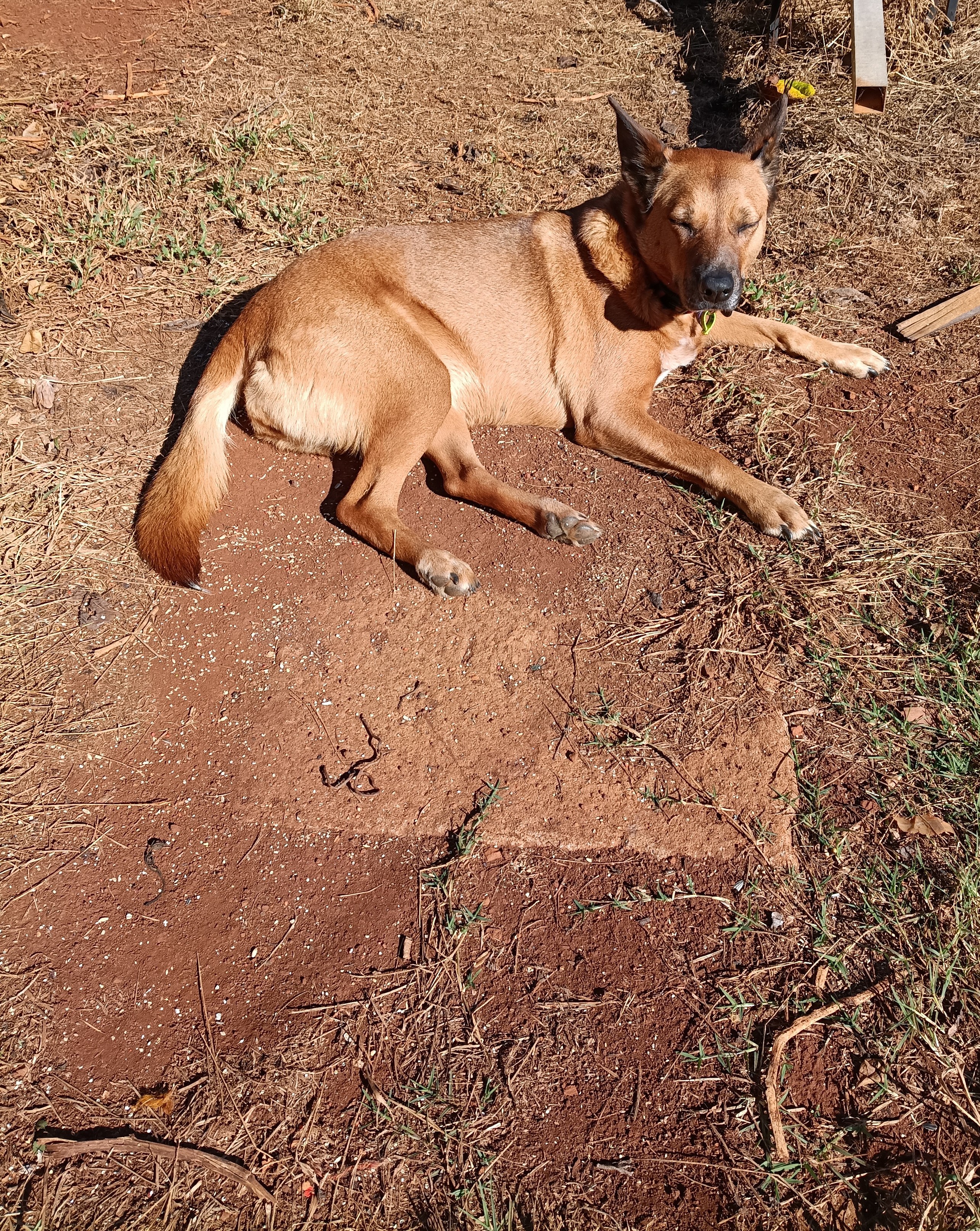 Miss Rosie the Red Cattle Dog lies on a path of very dry ground in the back yard, a piece of old carpet near her feet, and a piece of square pipe in top right of photo