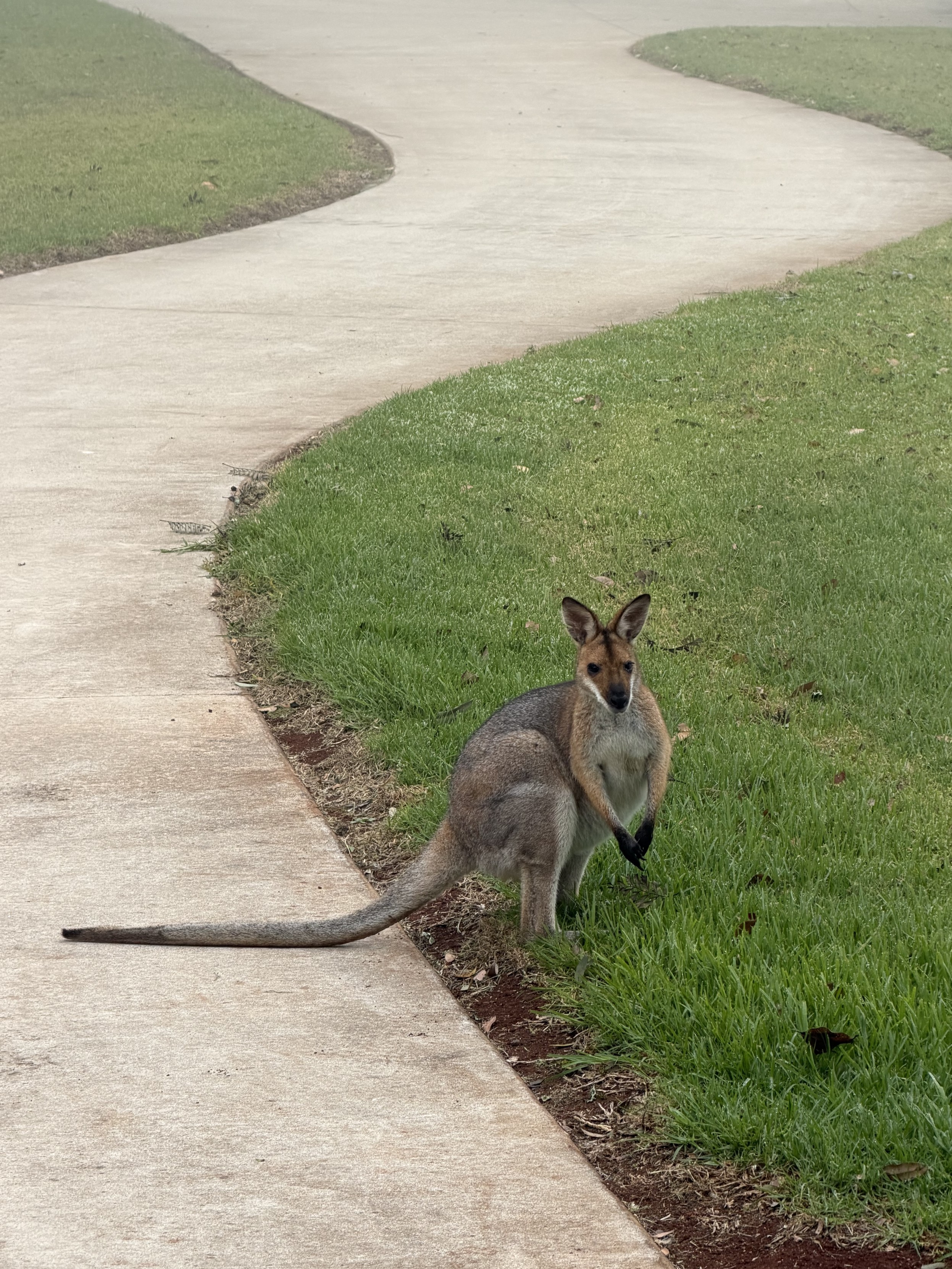 A young male wallaby sits on green grass next to a concrete driveway
