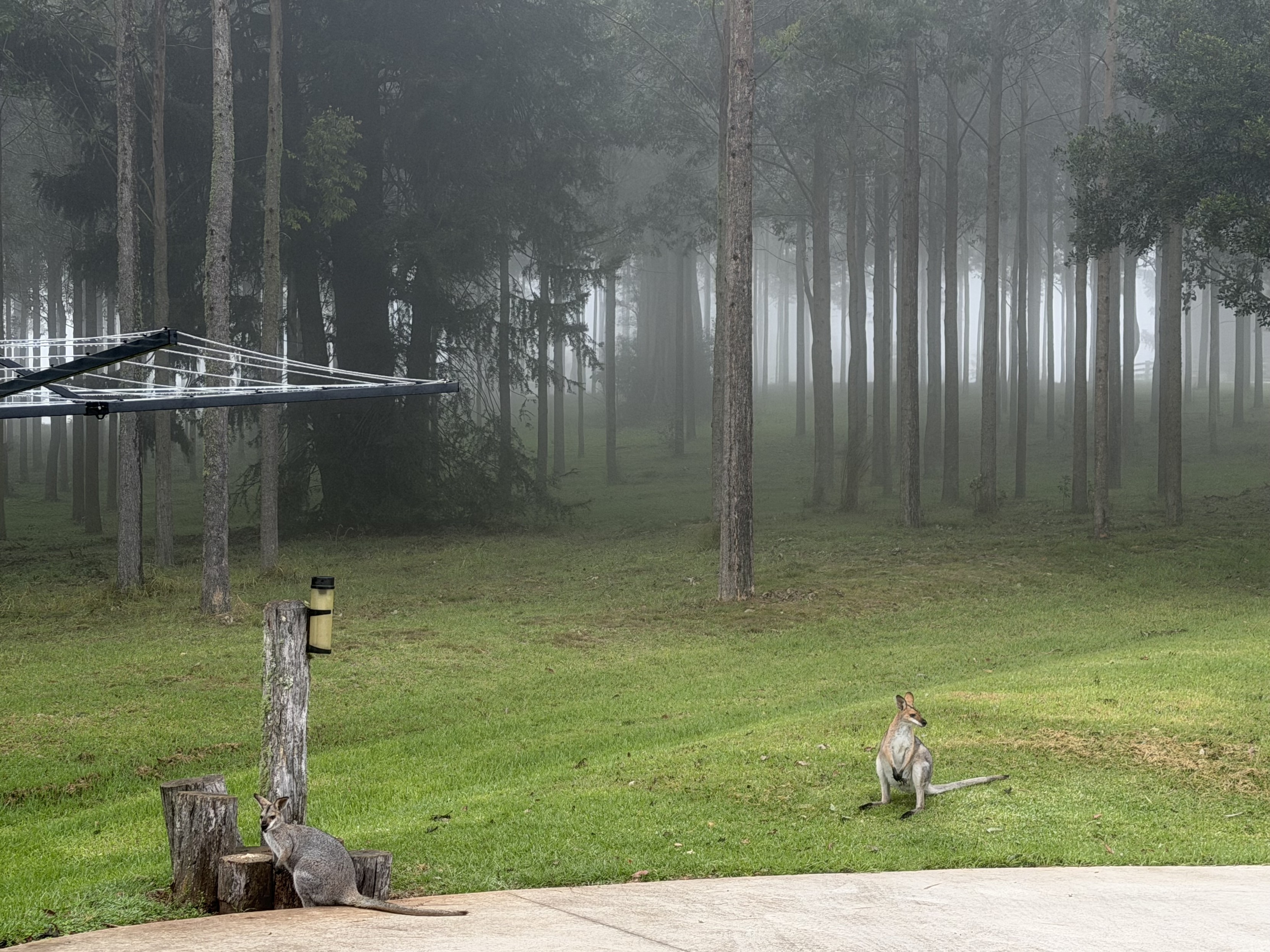 A female wallaby eats pellets from a tree stump while a male wallaby sits on green grass next behind them is forest.