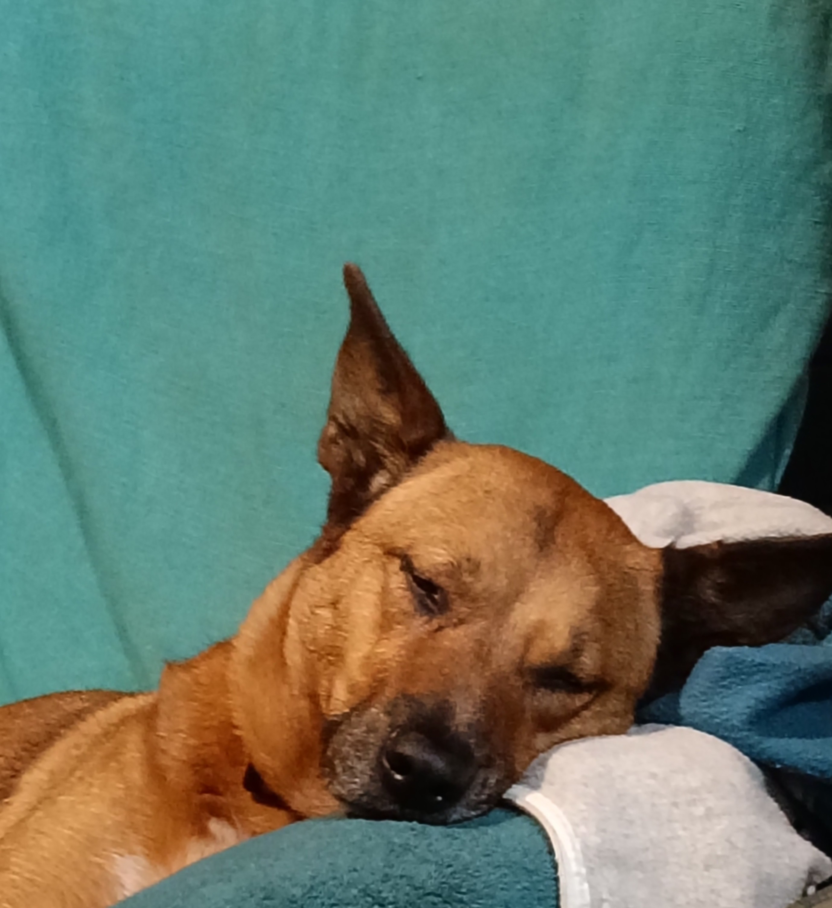Head and shoulder portrait of Miss Rosie the Red Cattle Dog, asleep on my chair. She is orange in a symphony of greens.