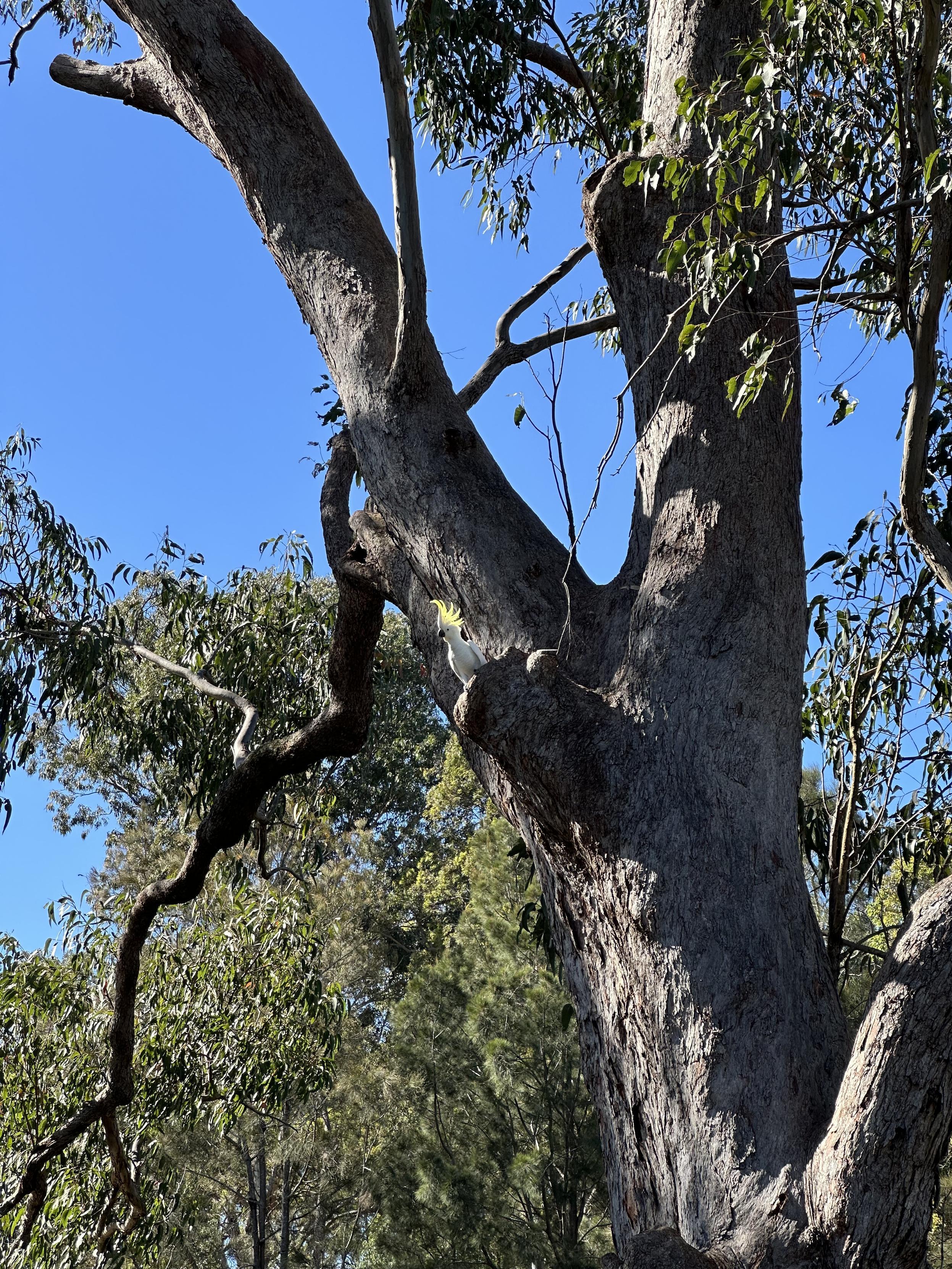 A big old gum tree with a Sulphur crested cockatoo hovering by a hollow/nest
