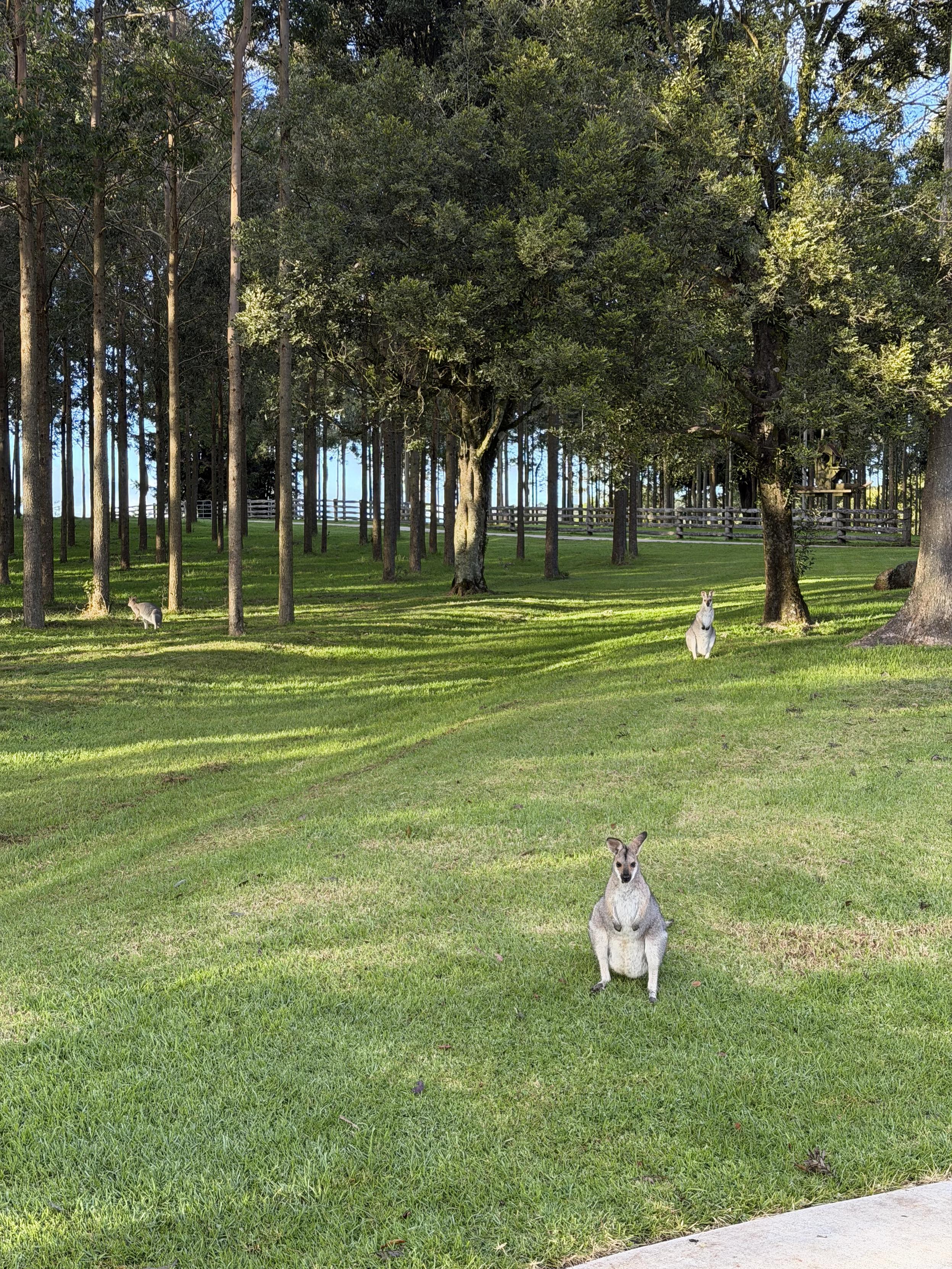 Three wallabies sit on green grass wondering where their breakfast is. Behind them is forest.