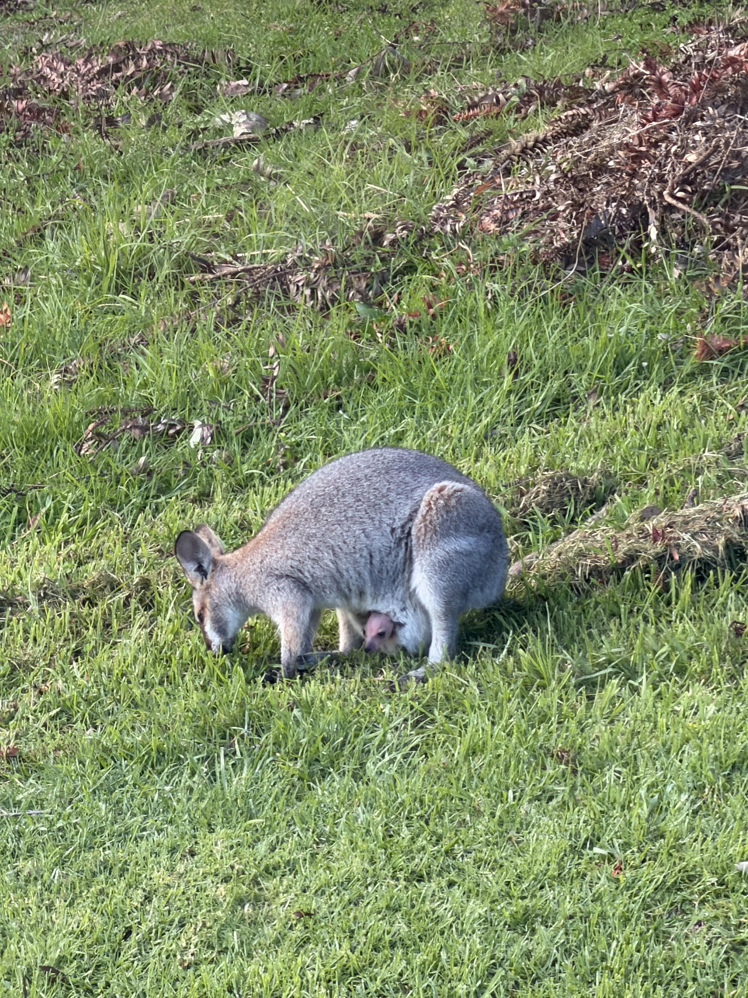 The pink hairless nose of a very small joey pokes out of its mothers pouch as she grazes on green grass