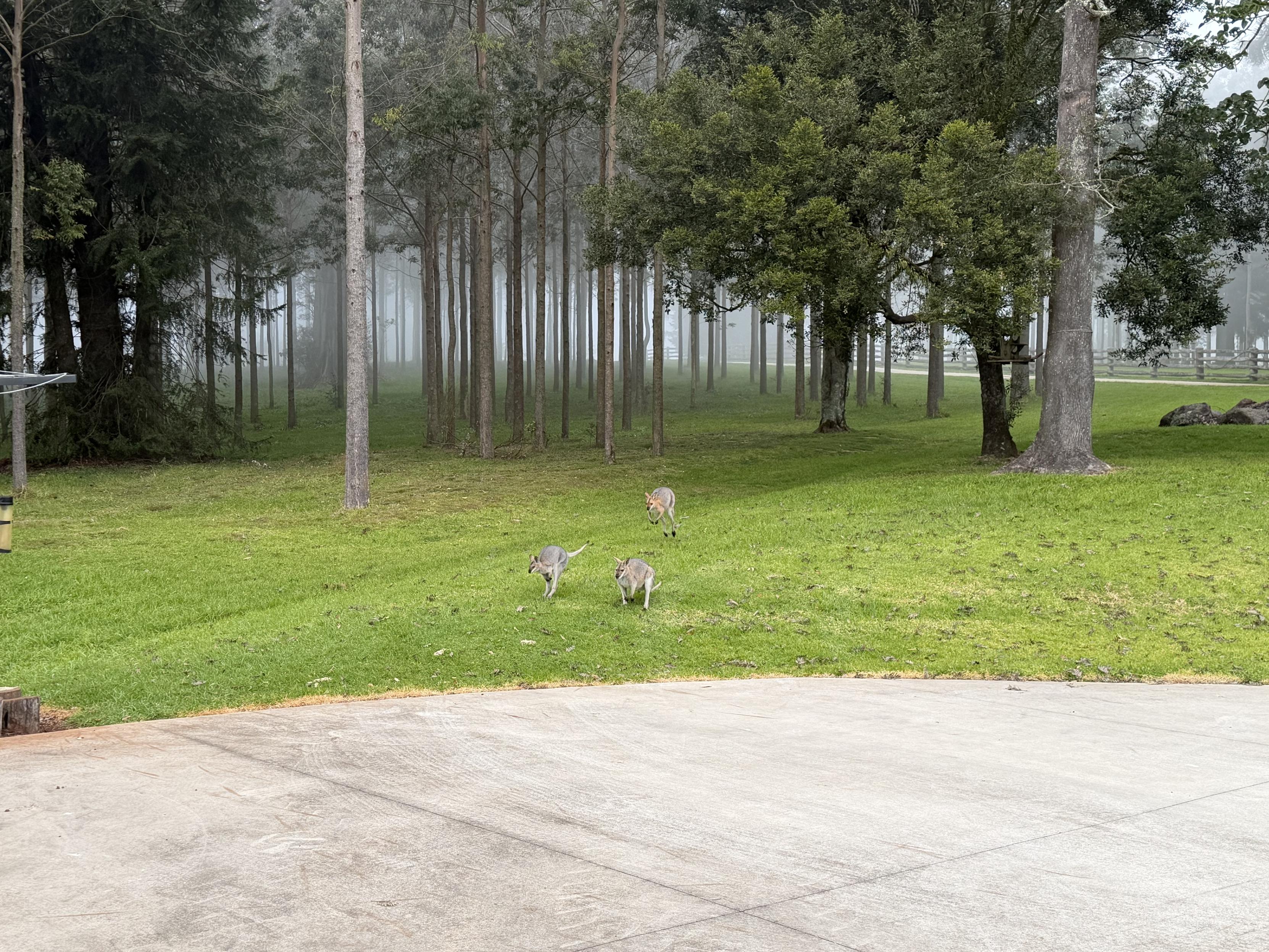 Three wallabies bound across green grass to get their breakfast