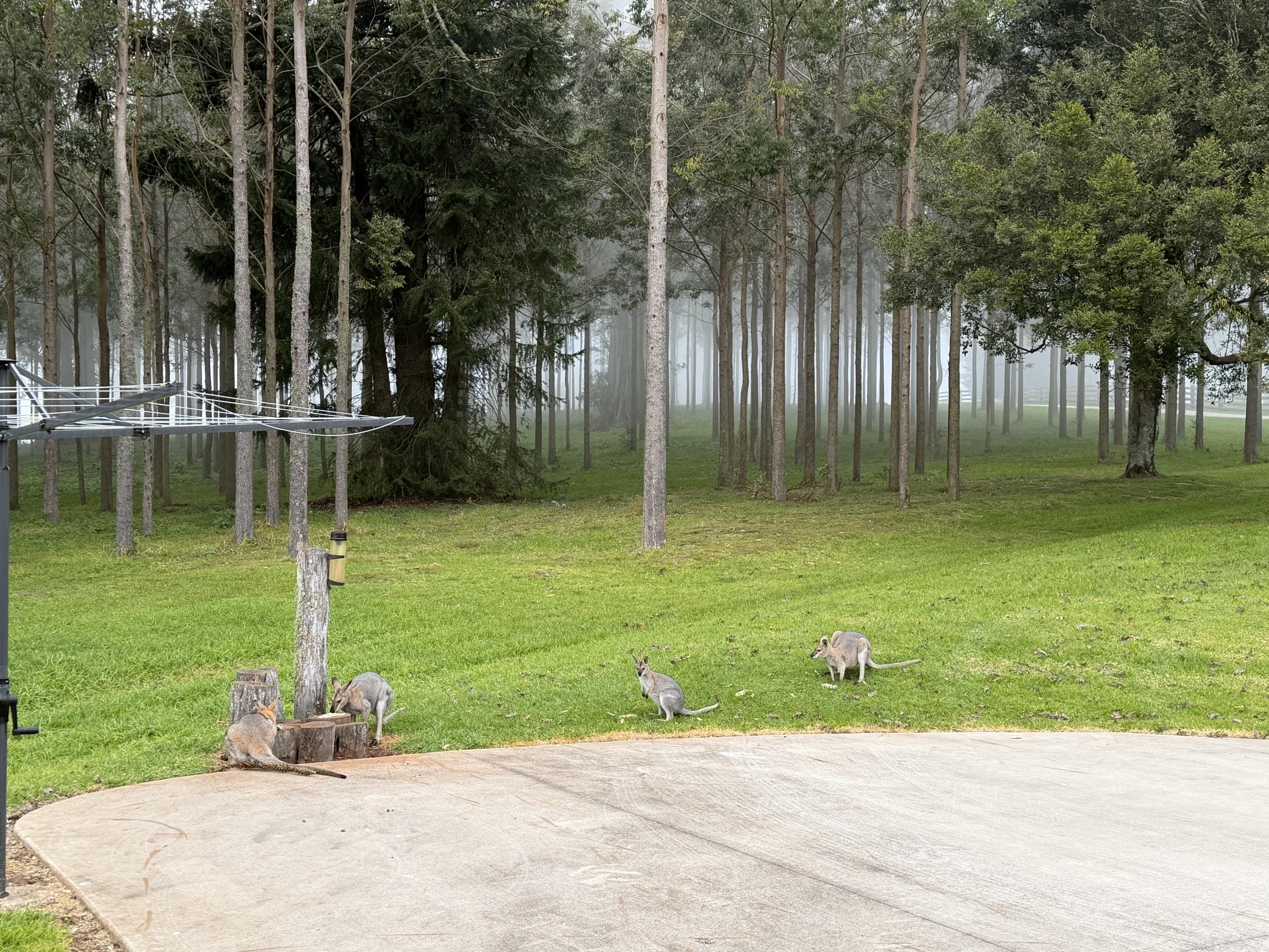 Four wallabies eat pellets from grass or tree stumps