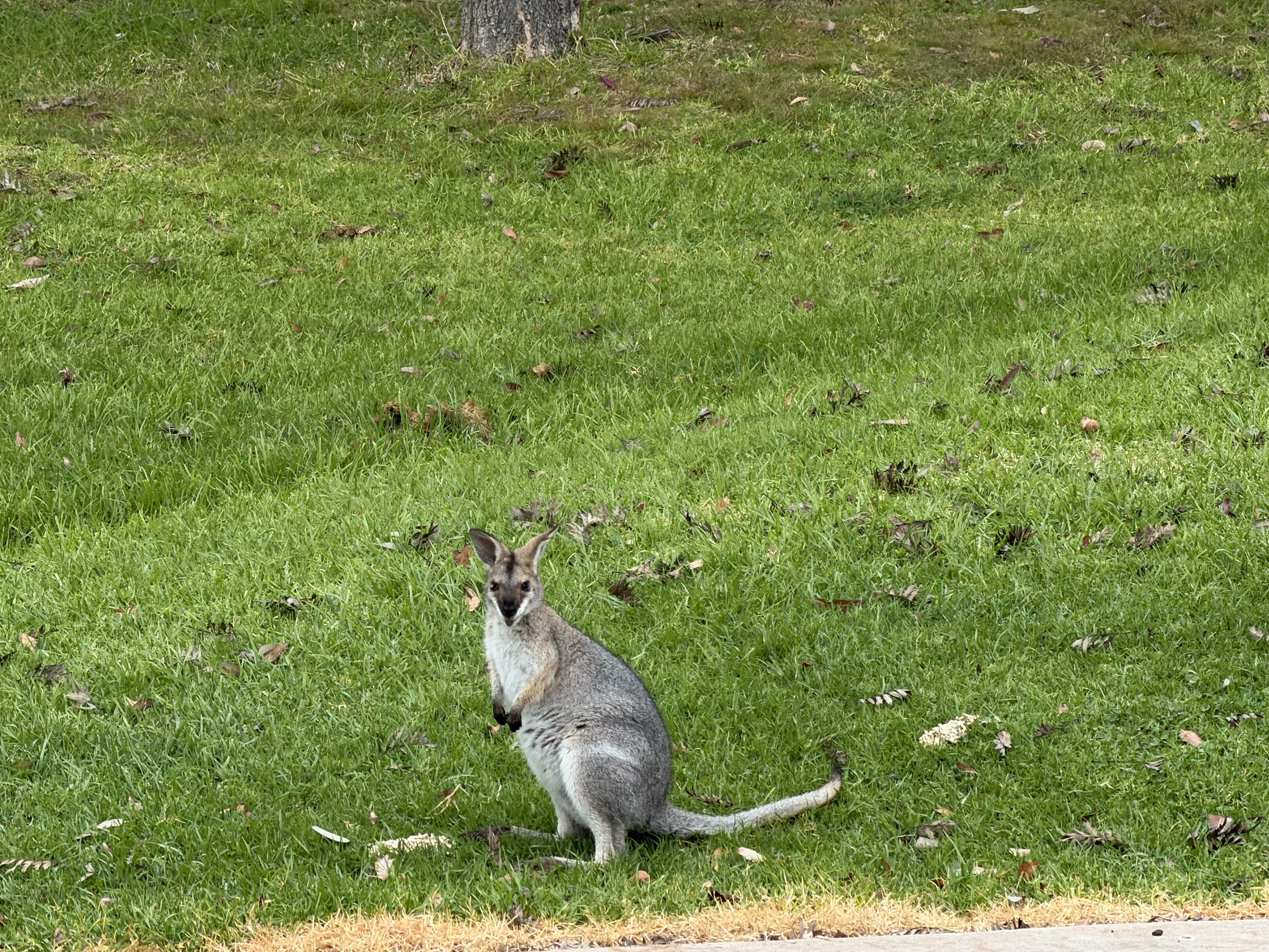 A young female wallaby sits on green grass