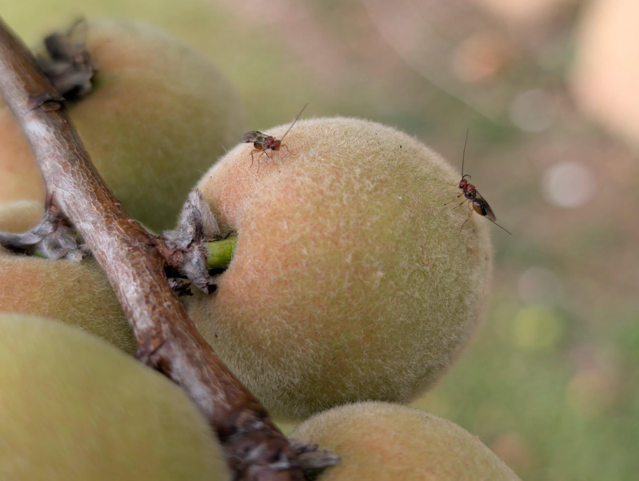 A heavily zoomed in photo of two tiny bugs on a very young peach. The peaches are greenish-orange and fuzzy. The little guys look like a type of parasitic wasp, with stingers on their butts.